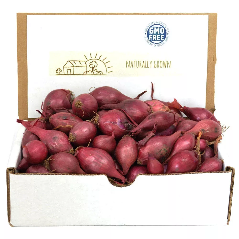 Red Onion Sets 1 Lb. Non-GMO Red Baron Variety Bulbs Plant Anytime Year Round