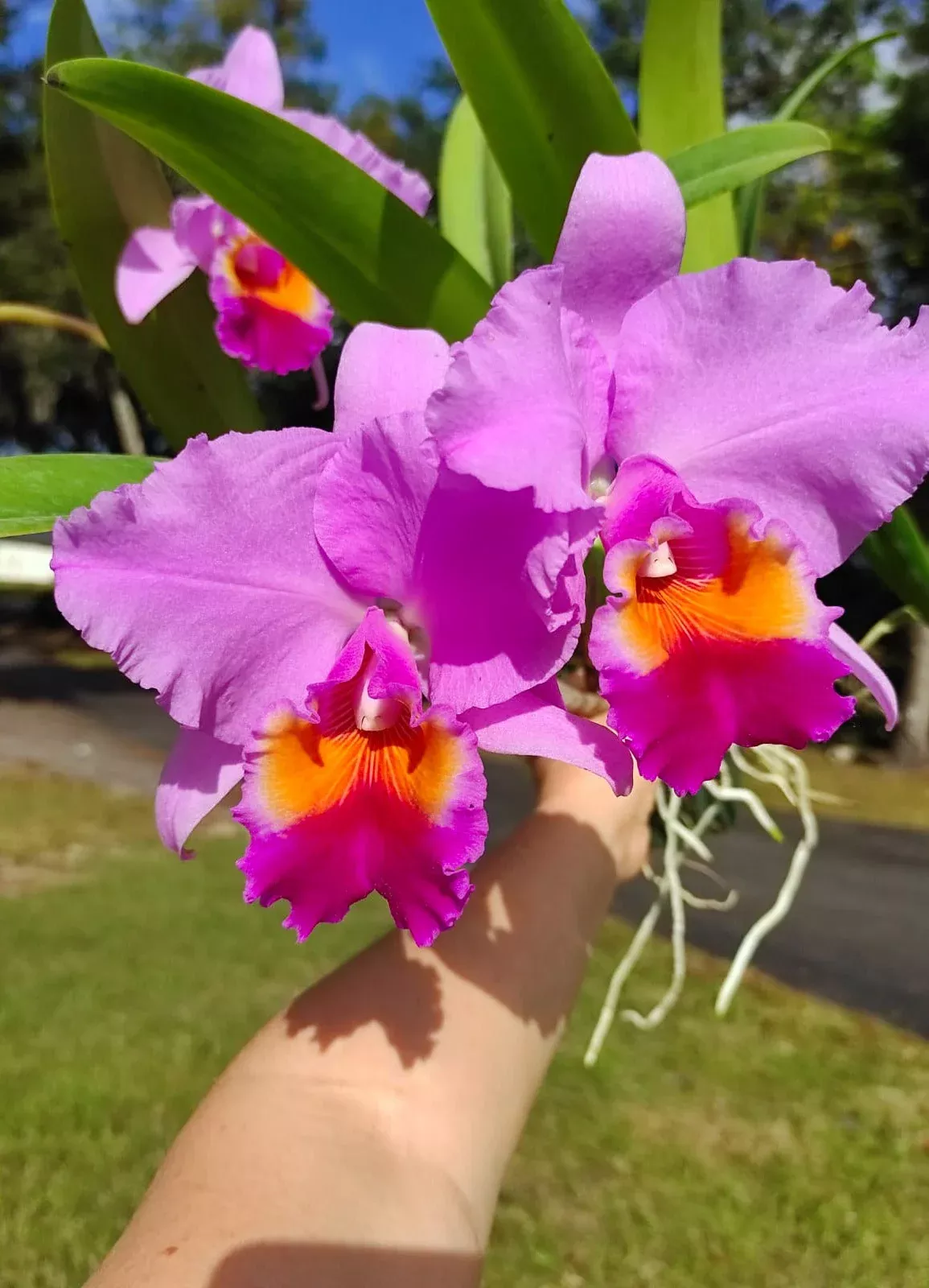 Rhyncholaeliocattleya Cutty Sark Full Soil
