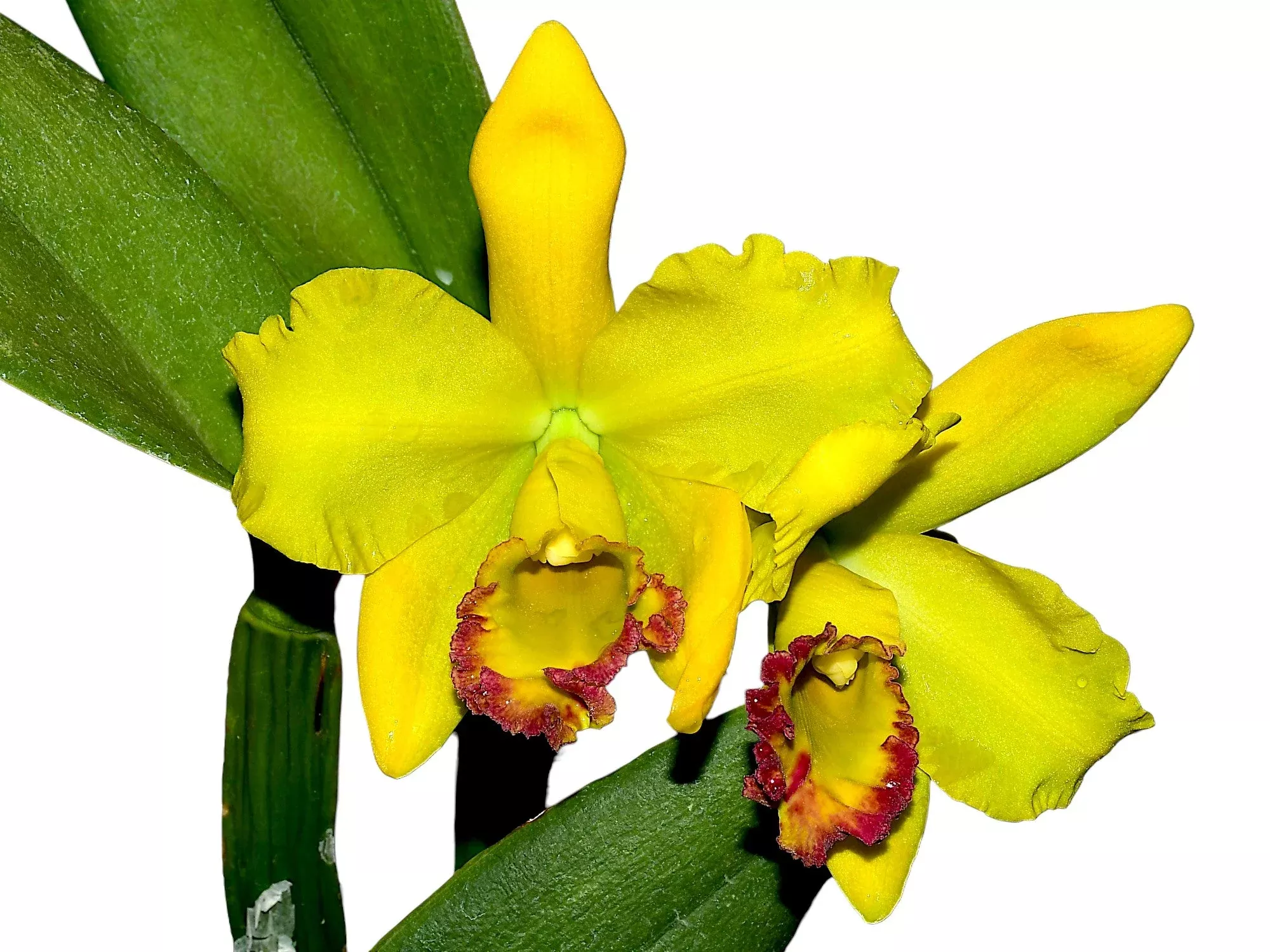 Rhyncholaeliocattleya Ecuagenera Delight