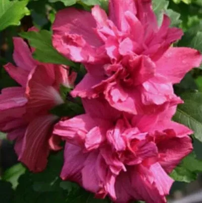 Rose of Sharon - Shrub Althea - Hibiscus 'Red'