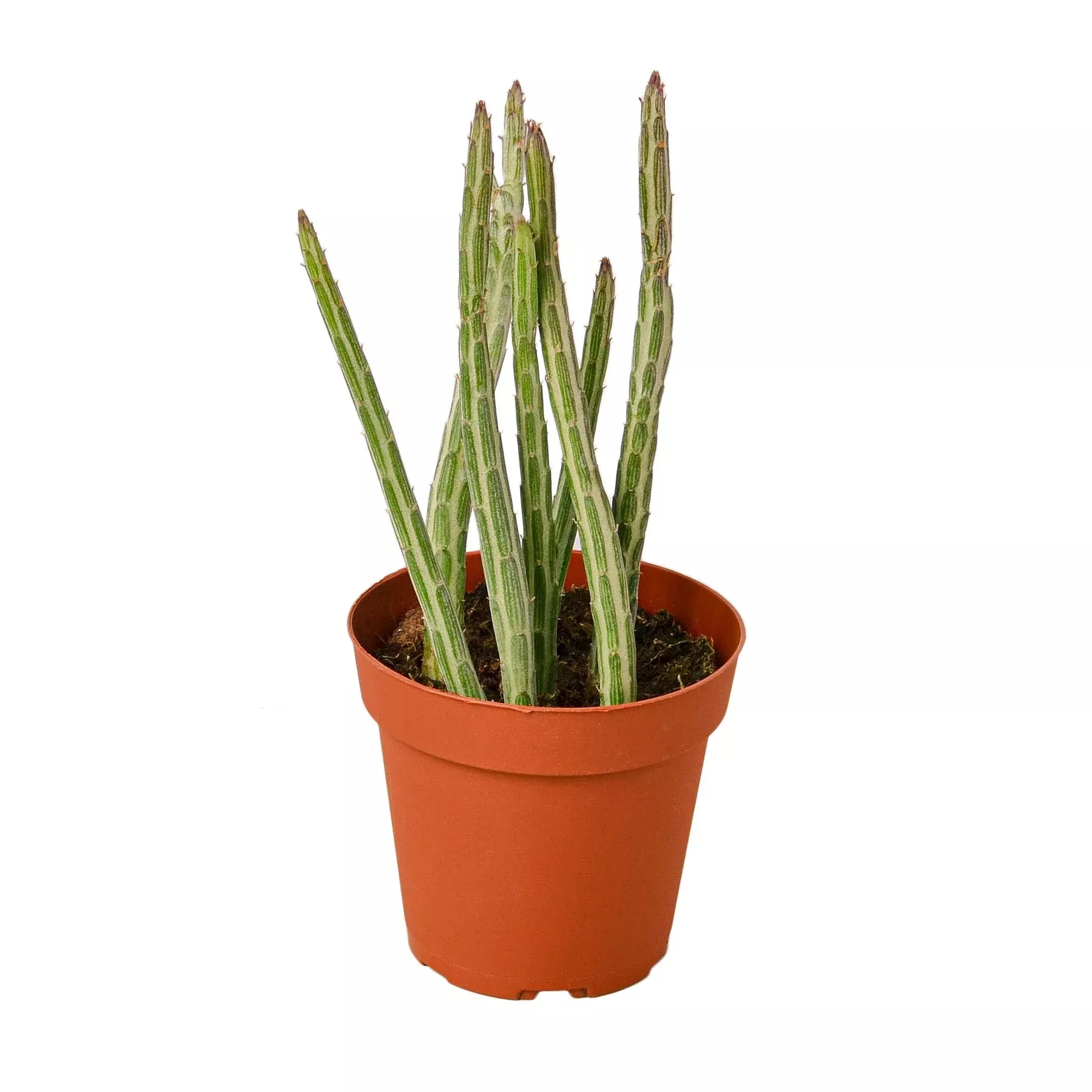 Senecio Stapeliiformis Pickle Plant