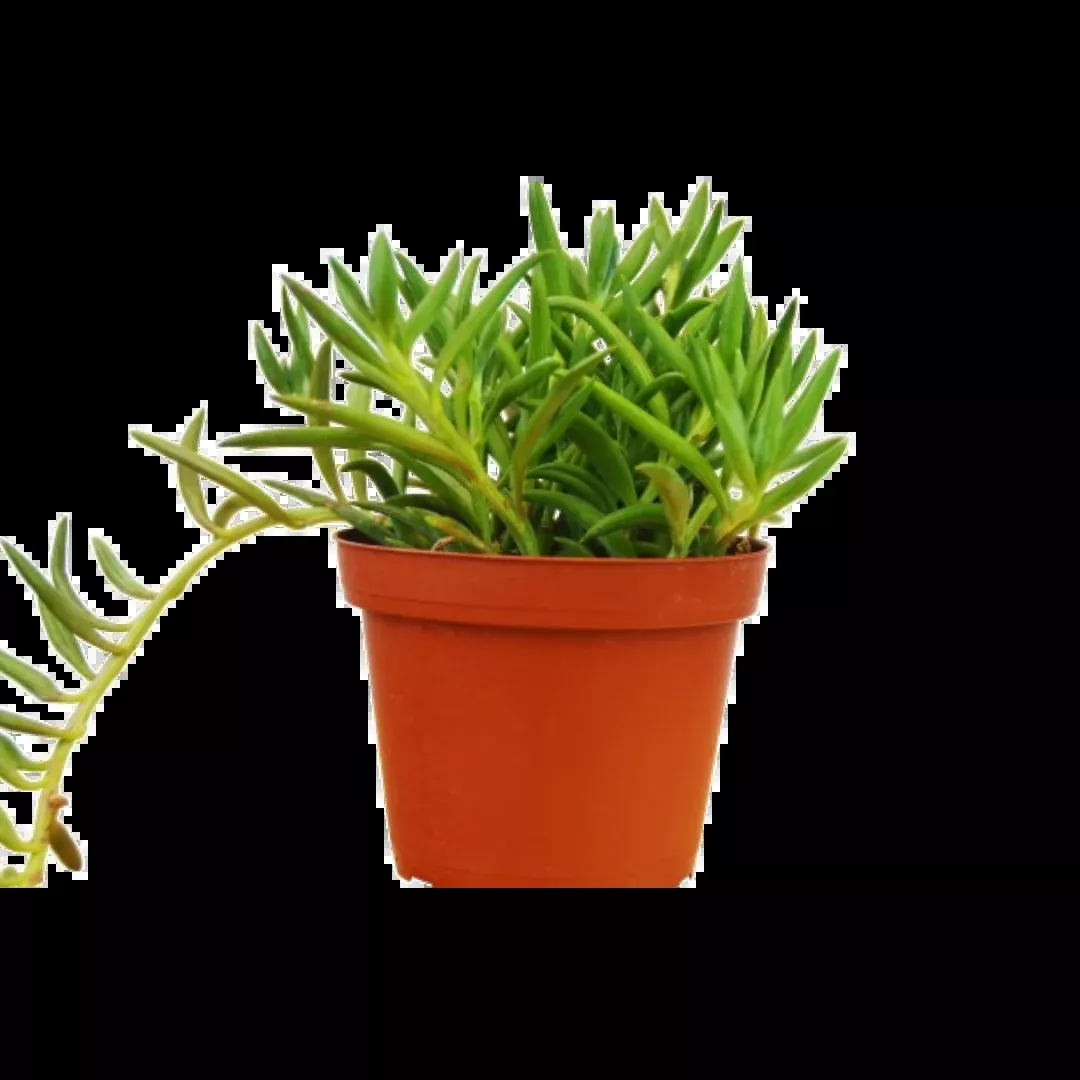 Senecio Succulent 'Fish Hooks'