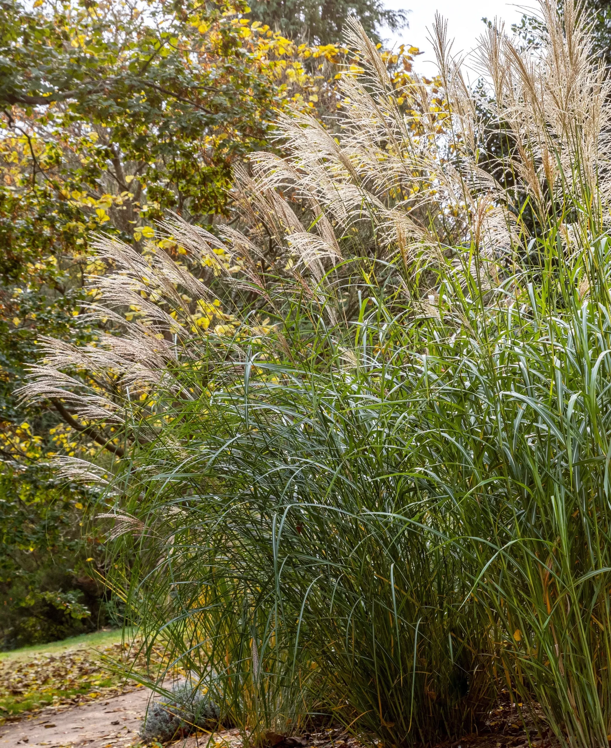 Silberfeder Silver Feather Grass - 3 bareroot plants