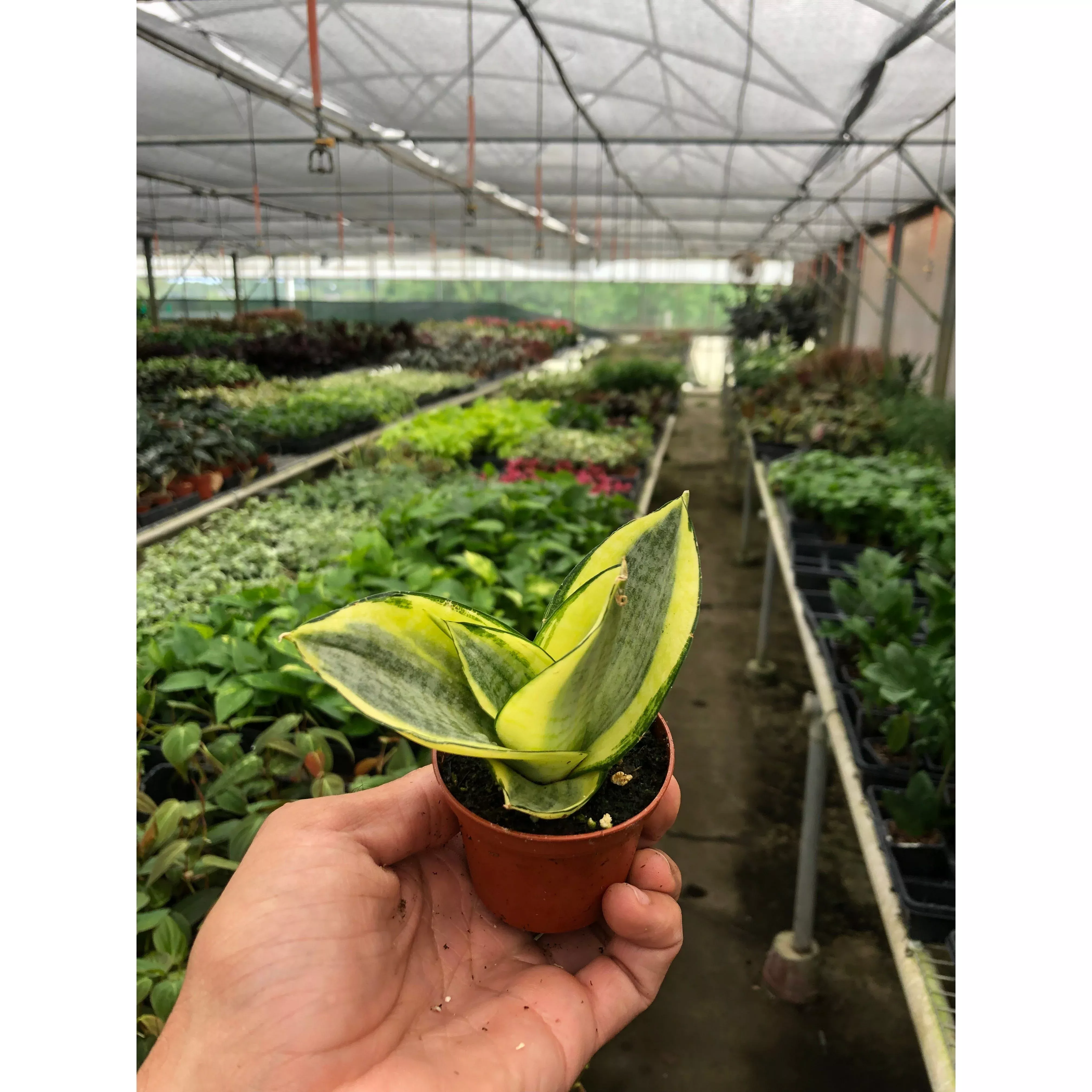Snake Plant Gold Hahnii