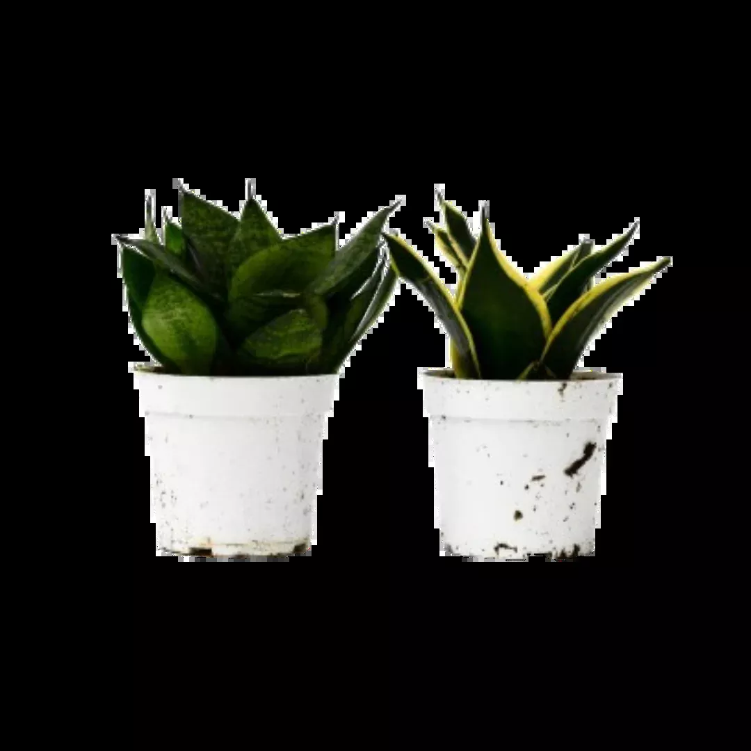 Snake Plant Variety Packs - 4" Pot