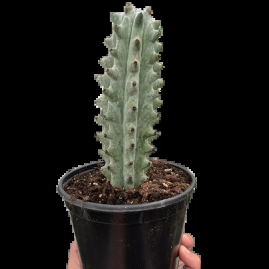 Succulent Cactus Ghost White Boobie