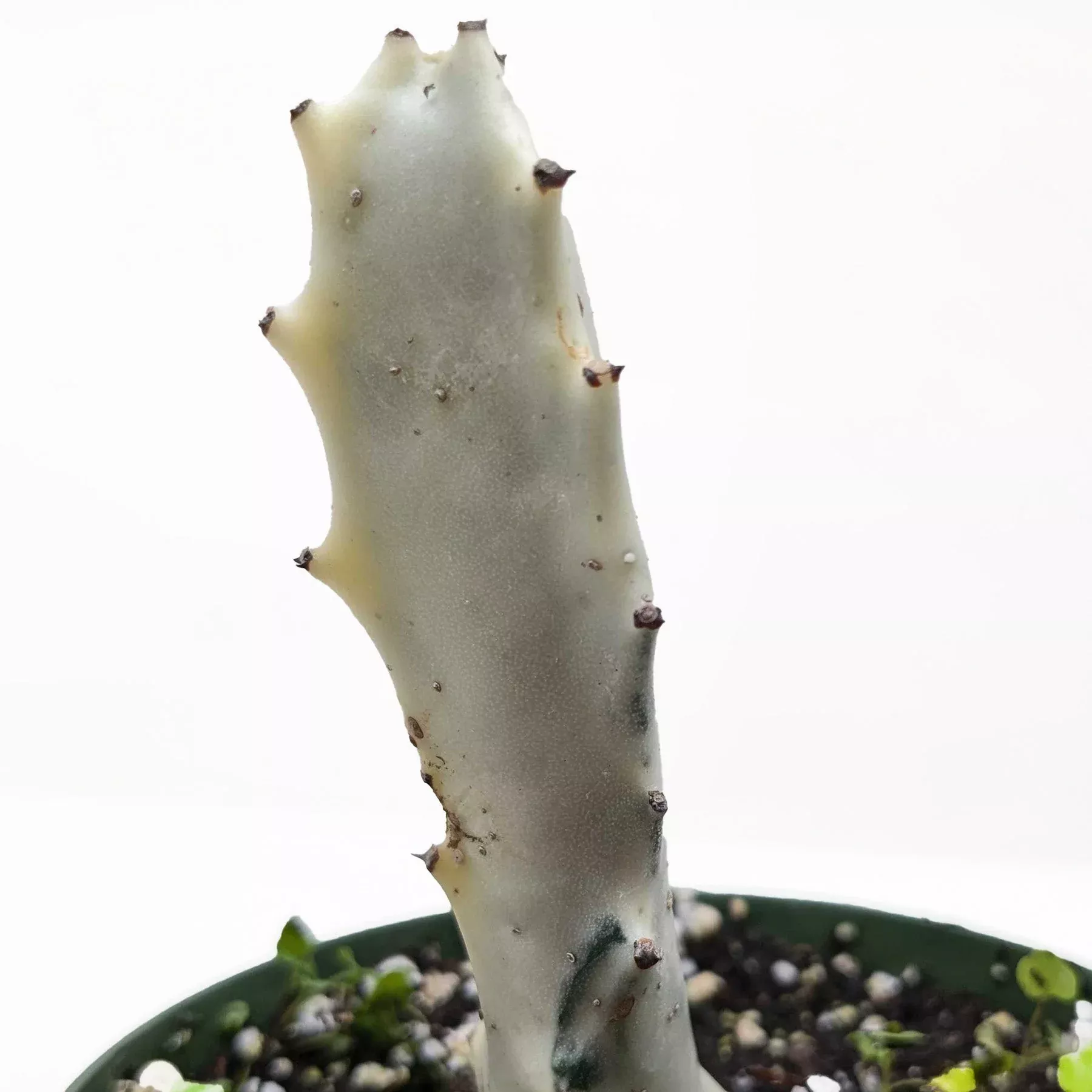 Succulent Euphorbia 'Dragon Bone'