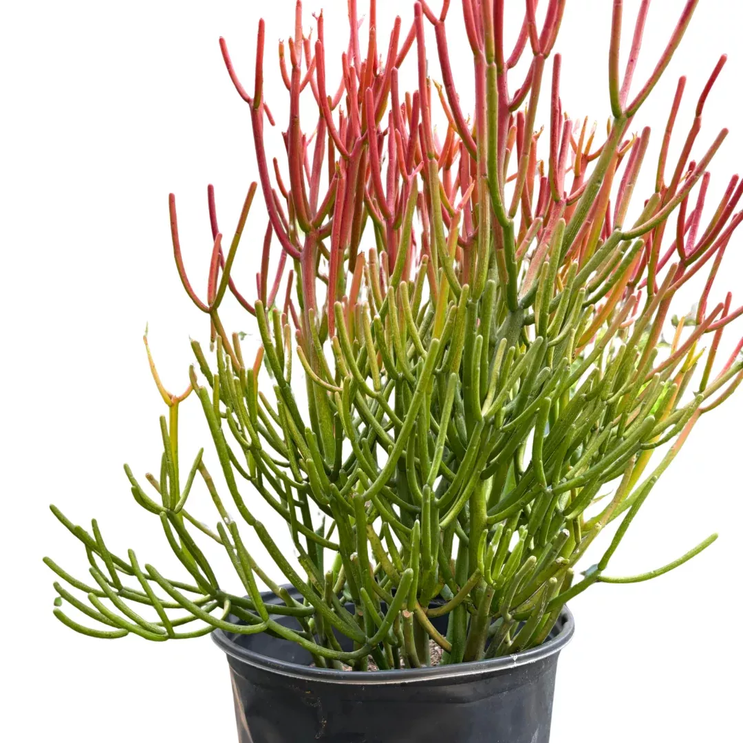 Succulent Euphorbia 'Fire Sticks'