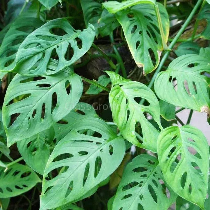 Swiss Cheese Vine Rooted Stems or Pots