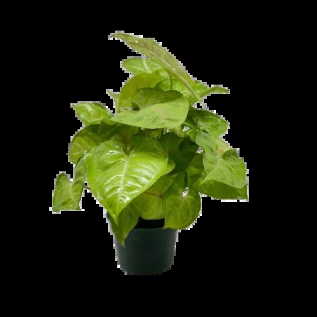 Syngonium Cream Allusion