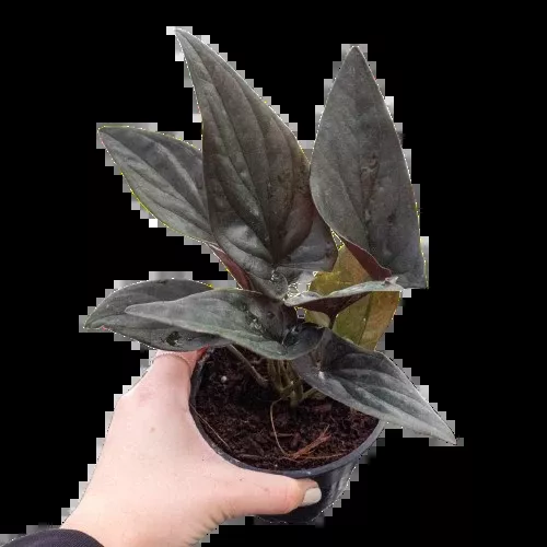 Syngonium 'Red Arrow'