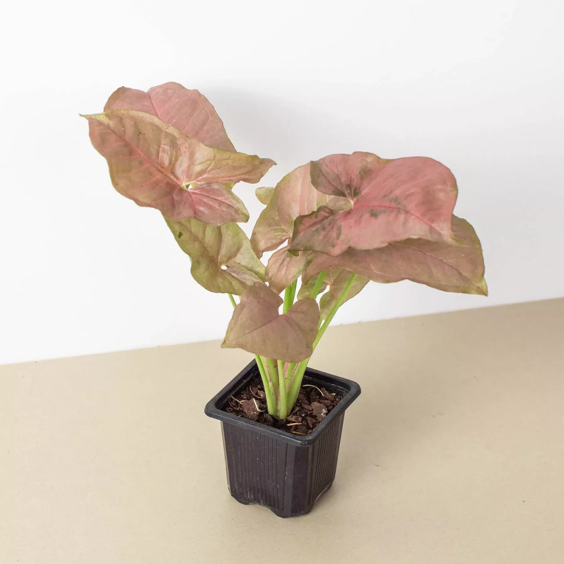 Syngonium Strawberry