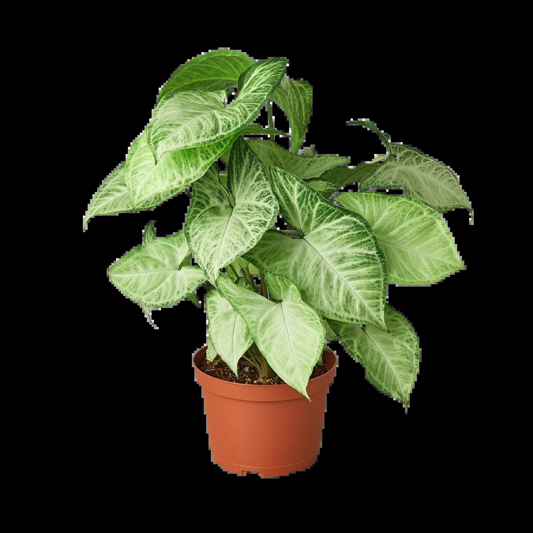 Syngonium White Butterfly
