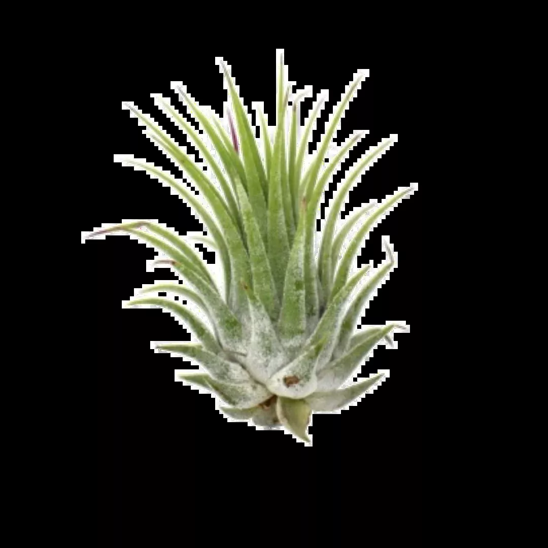 Tillandsia Air Plant Ionantha - 5 Pack