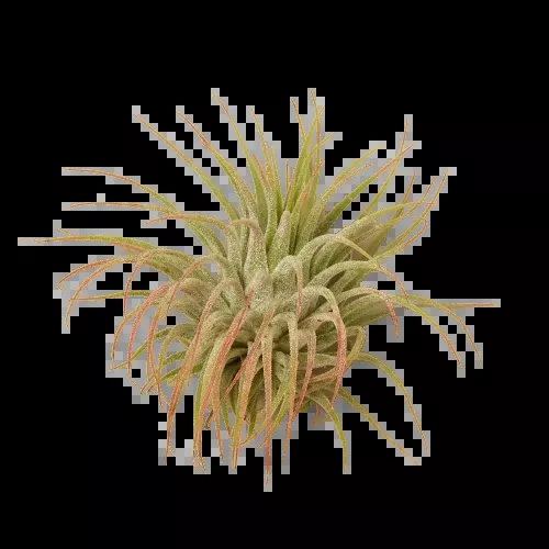 Tillandsia Air Plant Ionantha Guatemala