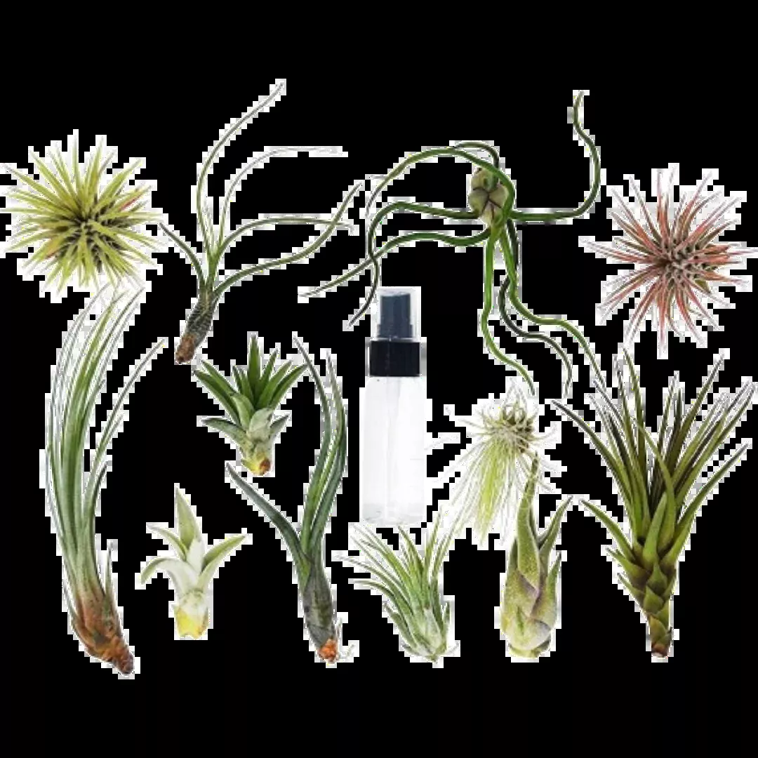 Tillandsia Air Plant Variety Pack w/ Spray Bottle