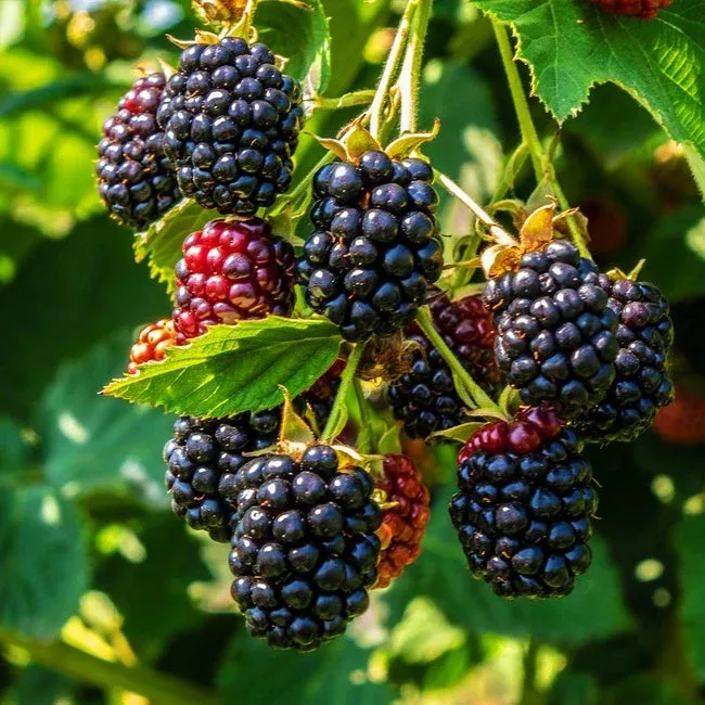 Triple Crown Blackberry