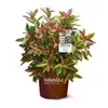 VIBURNUM Coppertop #3