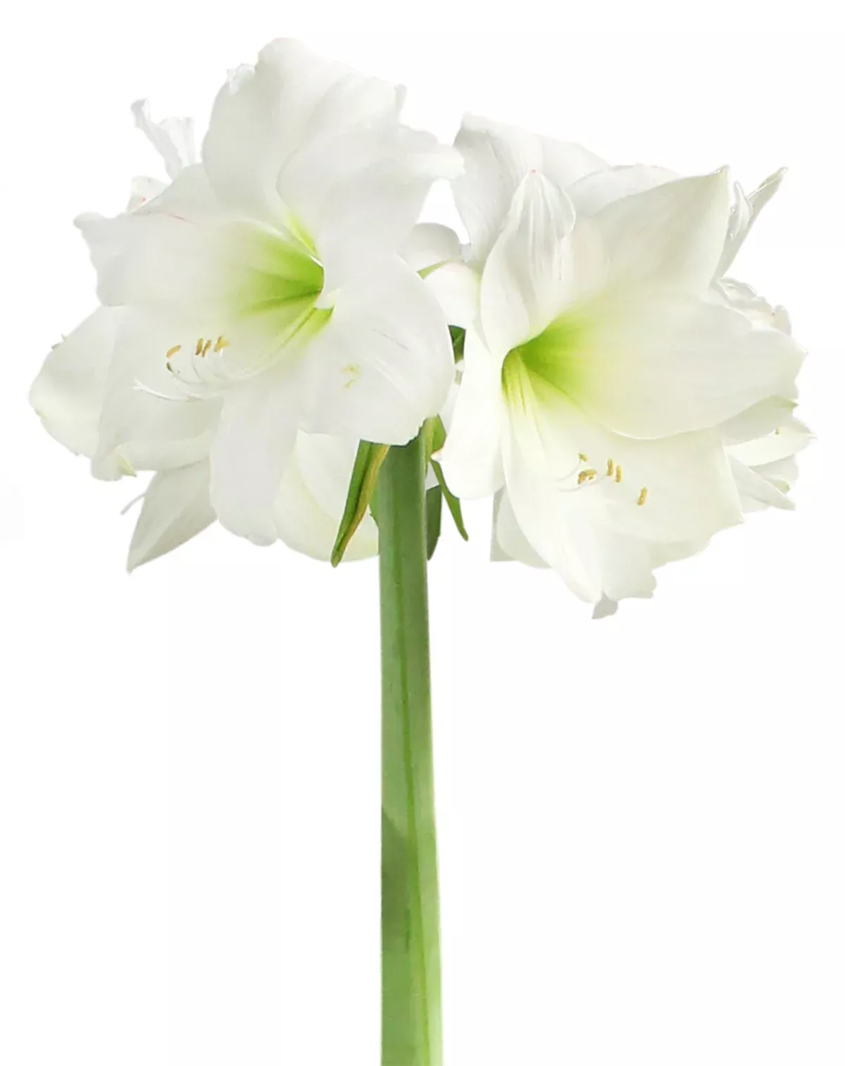 Wedding Dance Symphony Amaryllis - 24-28 cm bulb