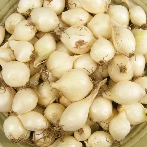 White Onion Sets 8 Oz. Non-GMO White Ebenezer Variety Bulbs Plant Anytime
