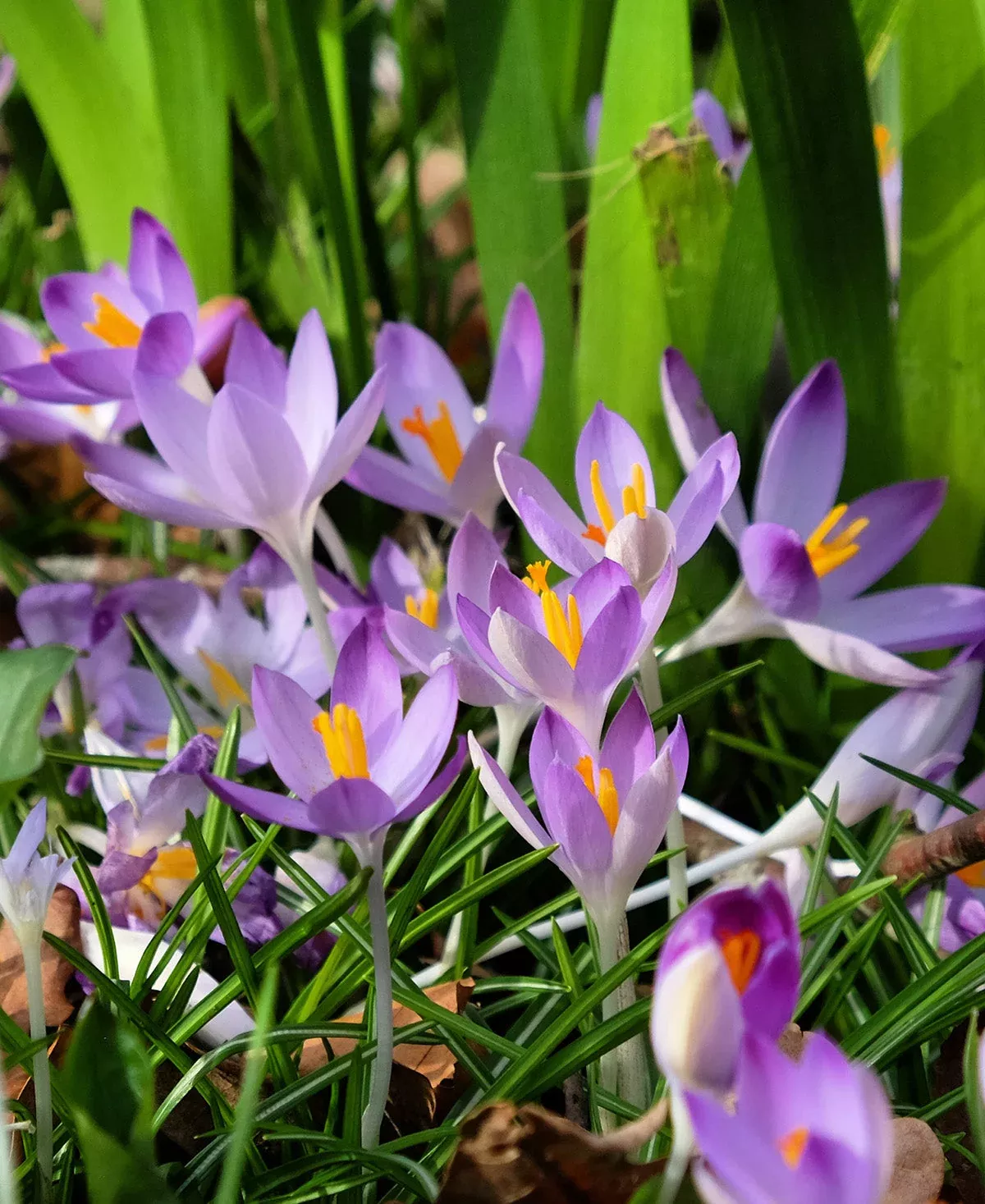 Whitewell Purple Species Crocus - 10 bulbs