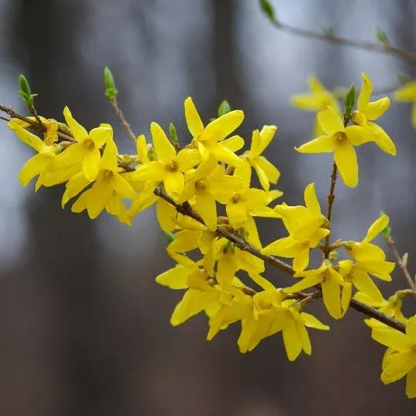 Yellow Forsythia
