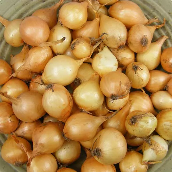 Yellow Onion Sets 1 Lb. Non-GMO Stuttgarter Variety Bulbs Plant Anytime