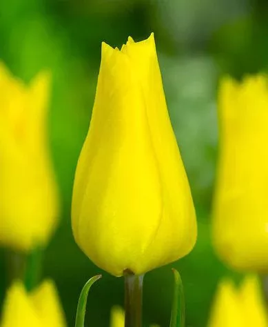 Yokohama Triumph Tulip - 10 bulbs