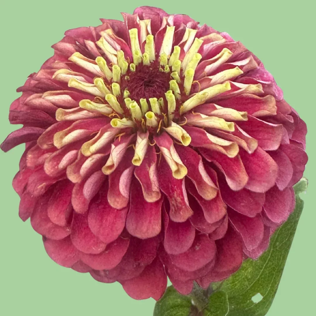 Zinnia Queen Lime Red seeds